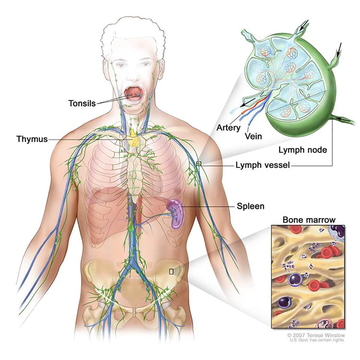 illustration of a lymphatic system 