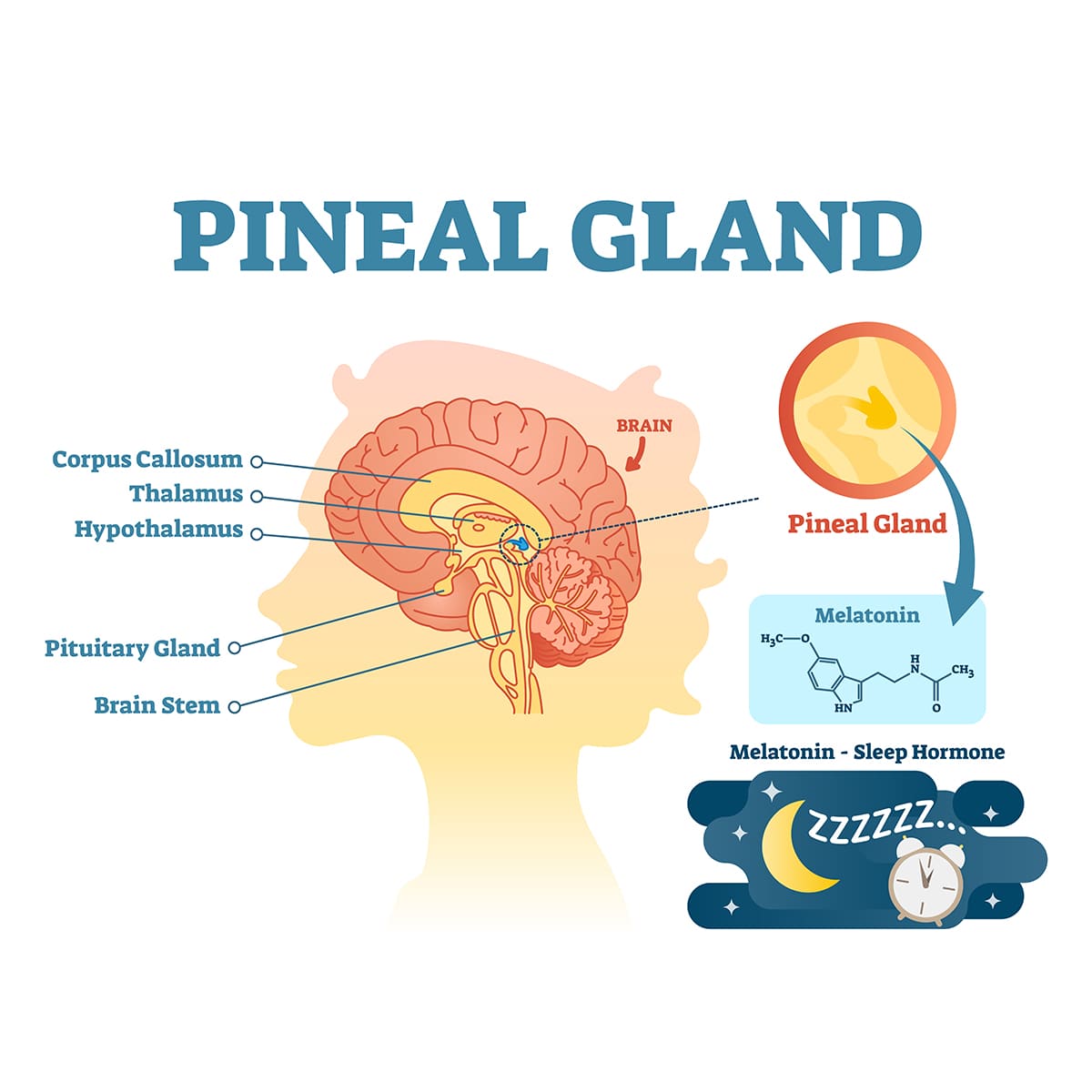 anatomy of pineal gland