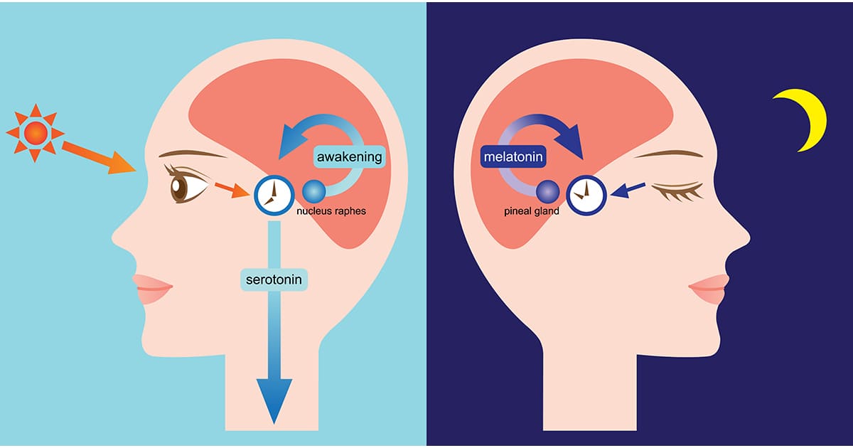 Six Types Of Circadian Rhythm Sleep Disorders A Psychiatrist Explains Human 