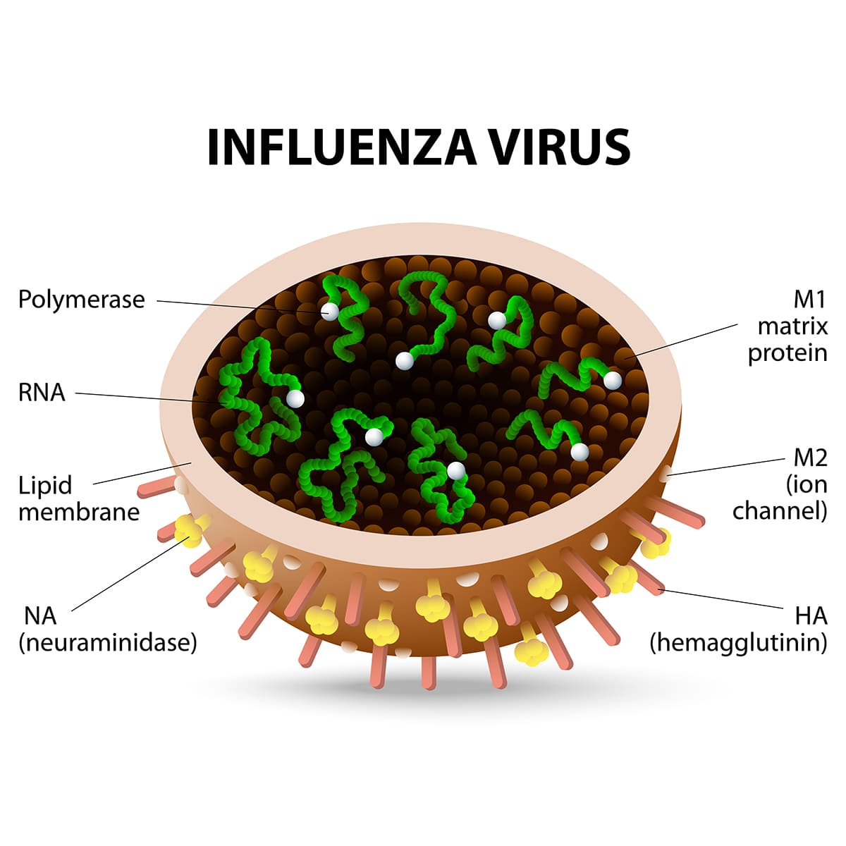 illustration of influenza virus