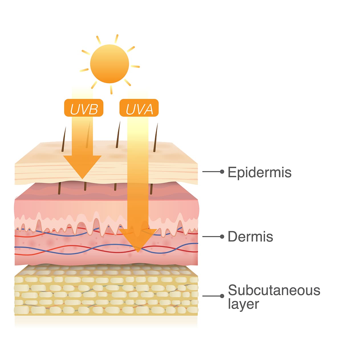 illustration of uv rays on skin