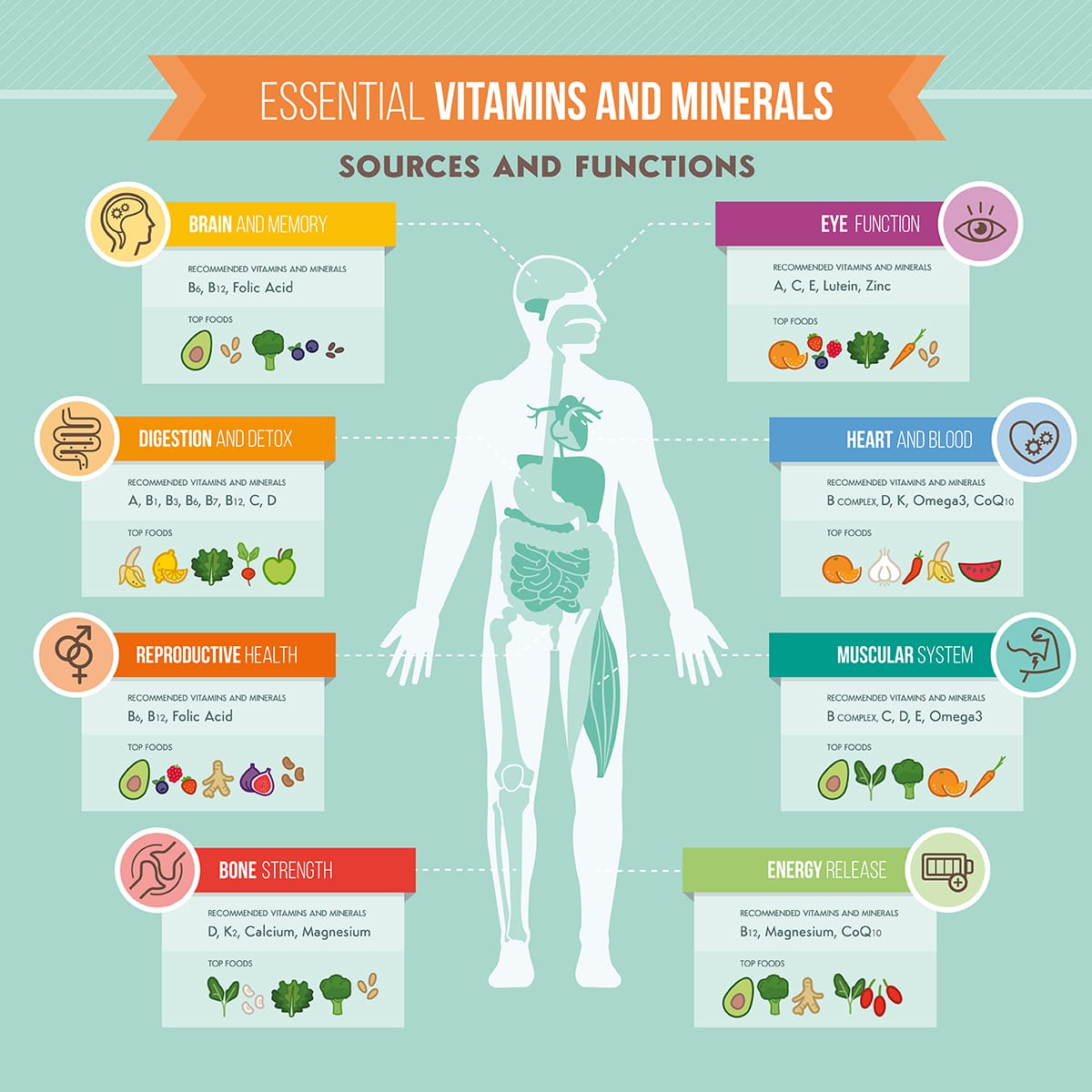 infographic on the essential vitamins and minerals