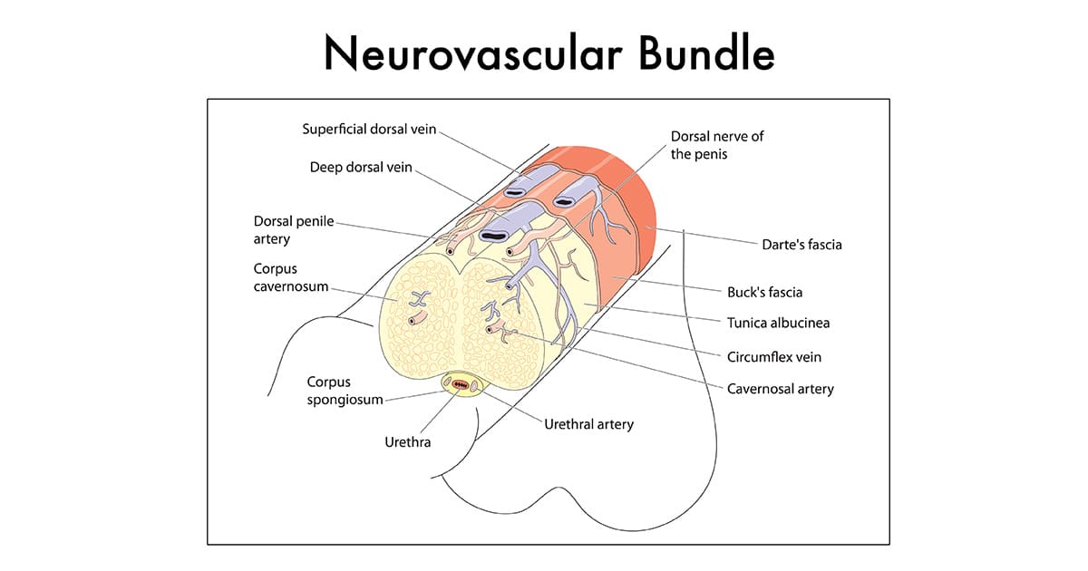 closeup on neurovascular bundle