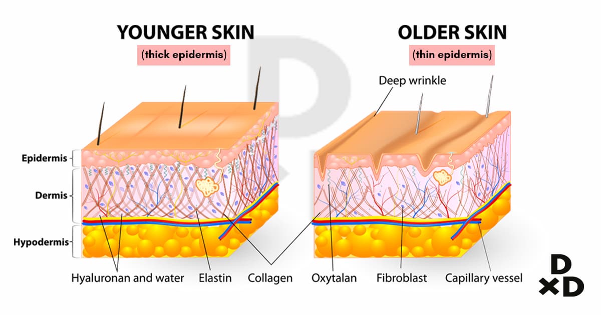 thin-skin-illustration