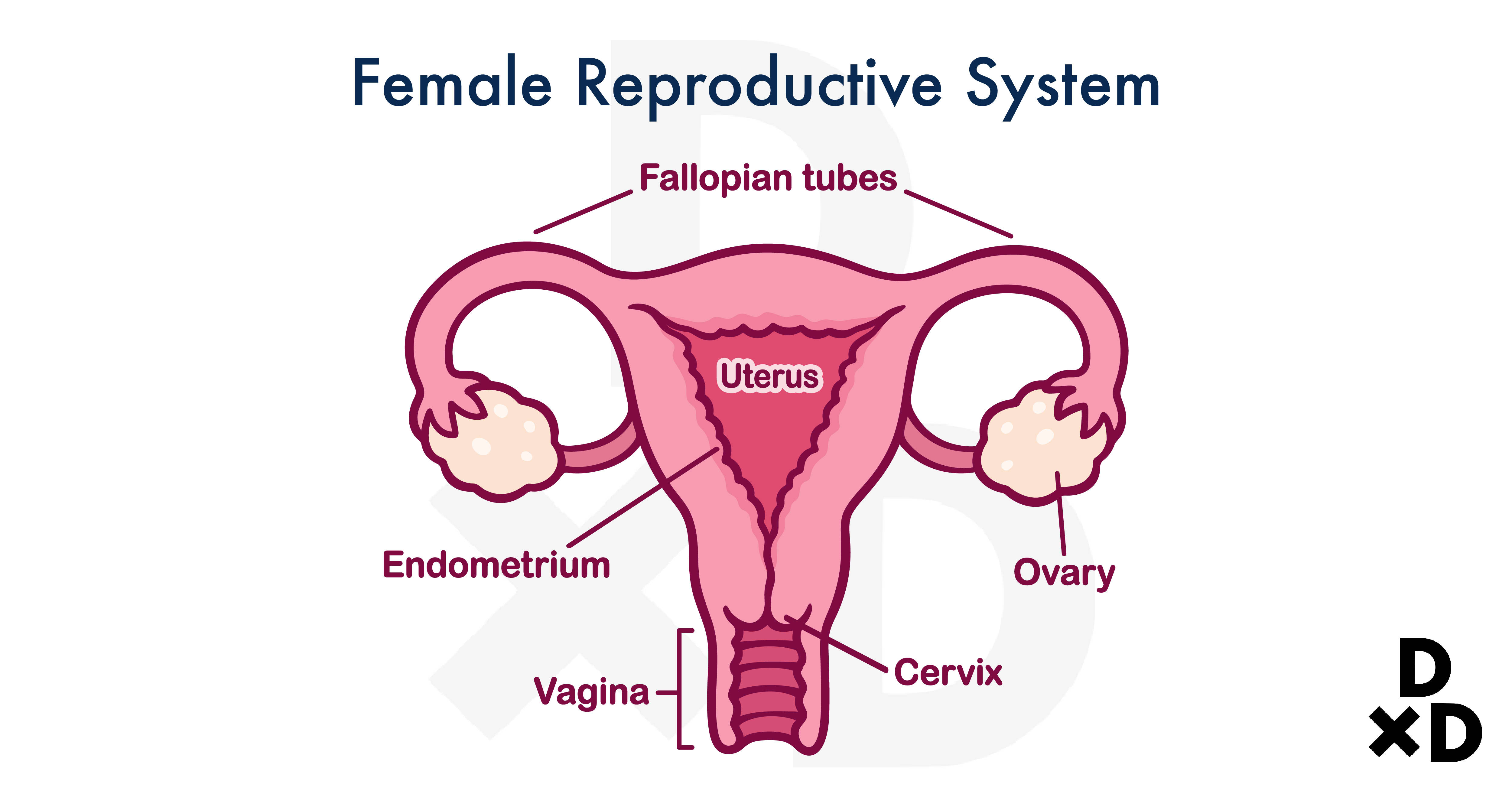 illustration-of-female-reproductive-system