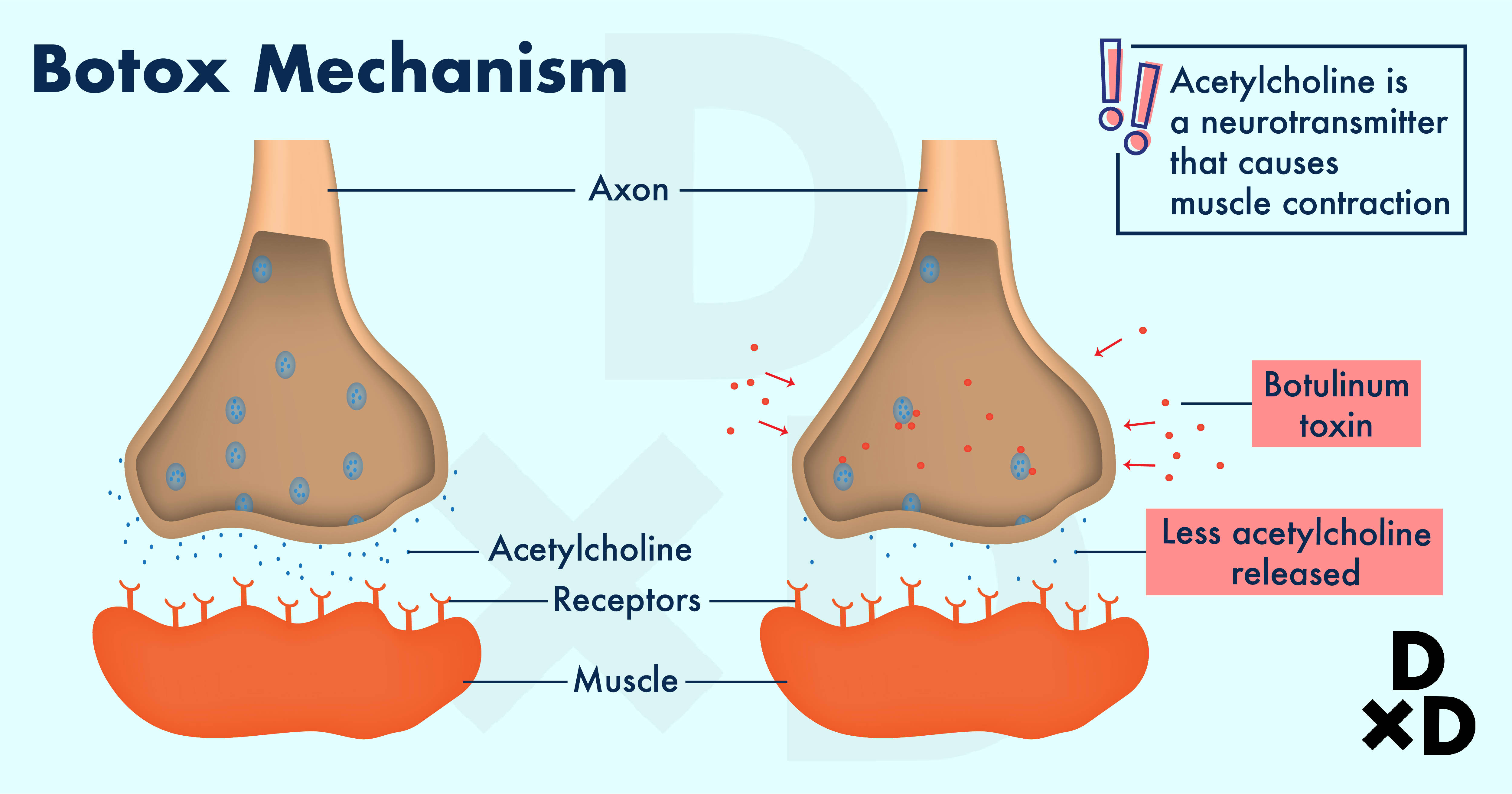 botox-vs-filler-botox-mechanism