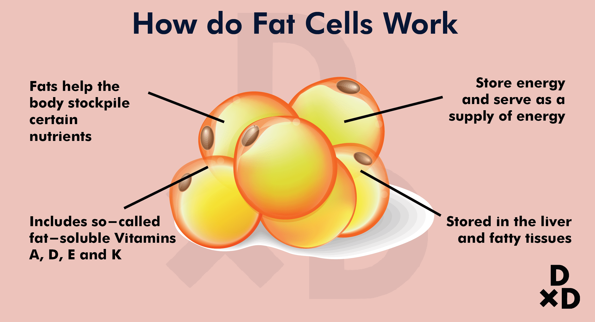 fat-cells