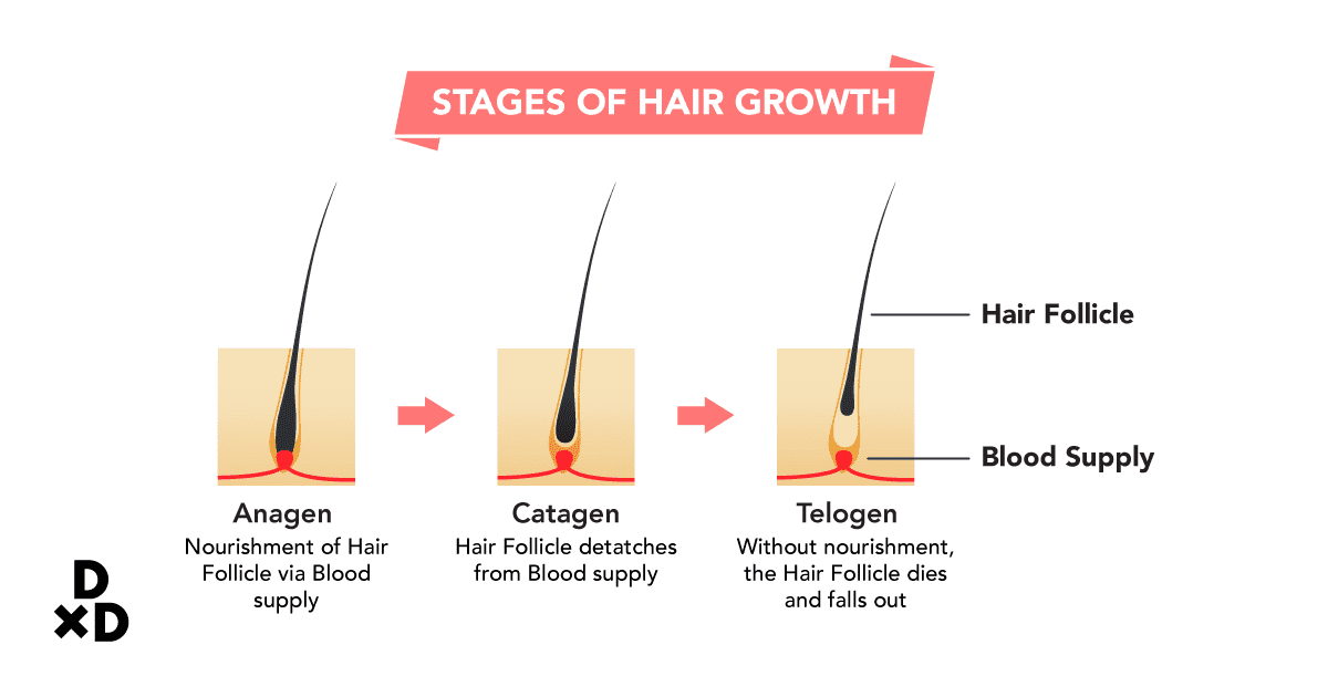 Stages of hair growth—anagen, catagen and telogen