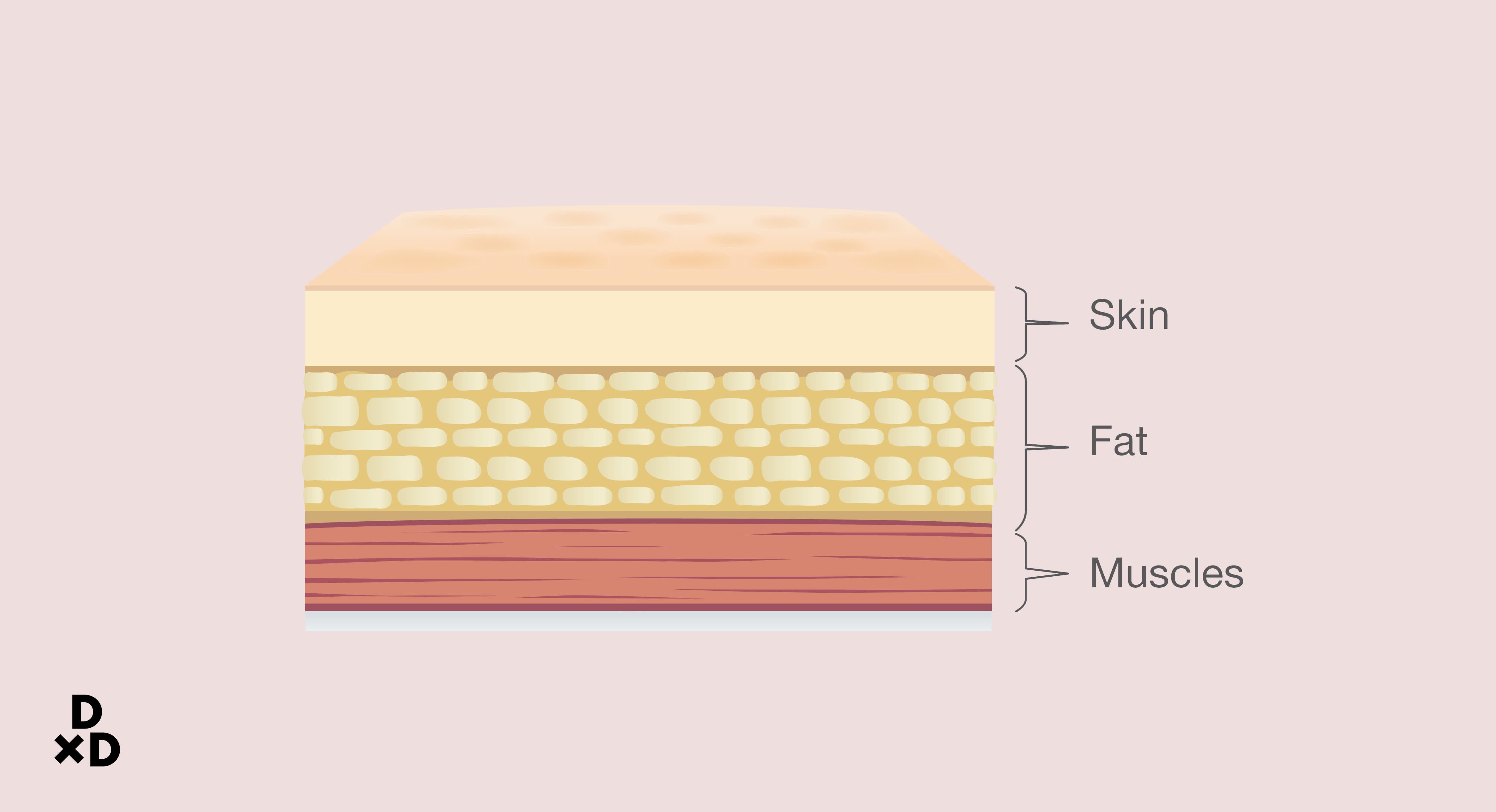 Layer of fats in between of skin and muscles