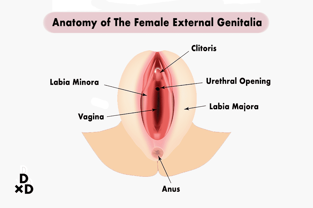 Anatomy of Female External Genitalia 