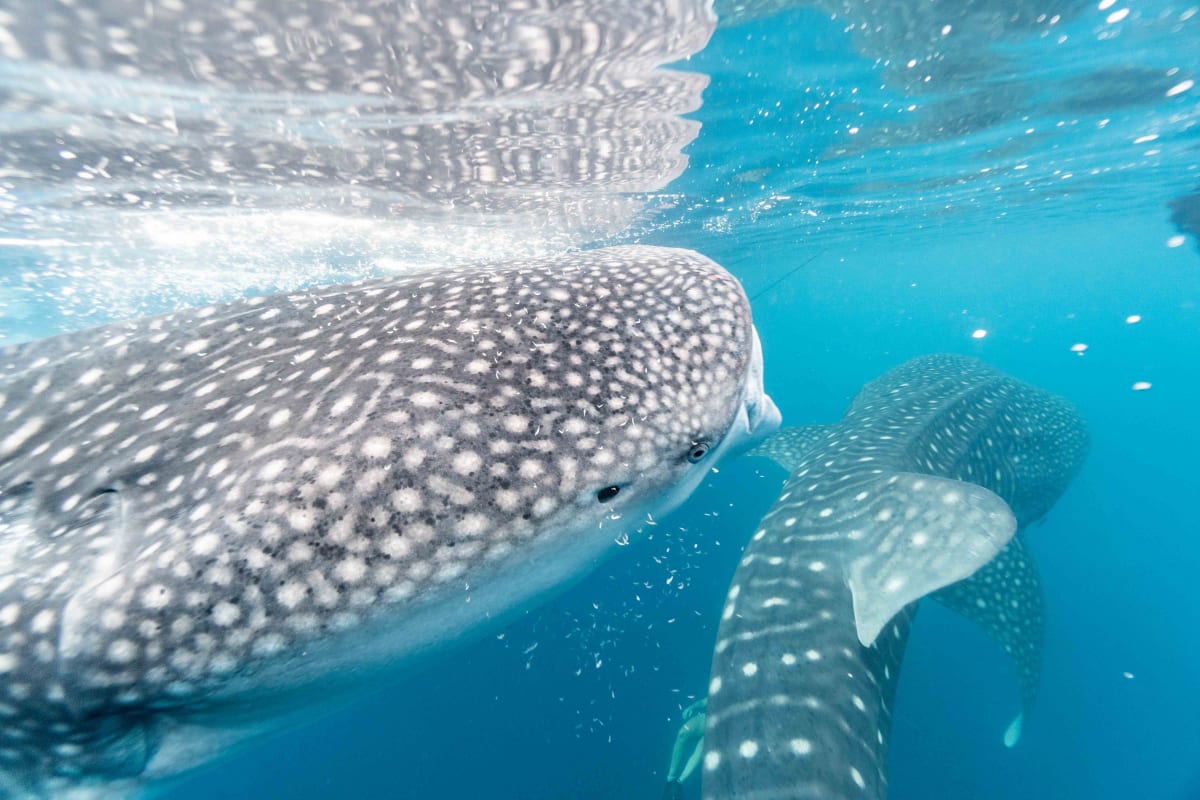 Two whale sharks feeding near the surface in blue water, swimming with whale sharks is one of the top things to do in Holbox