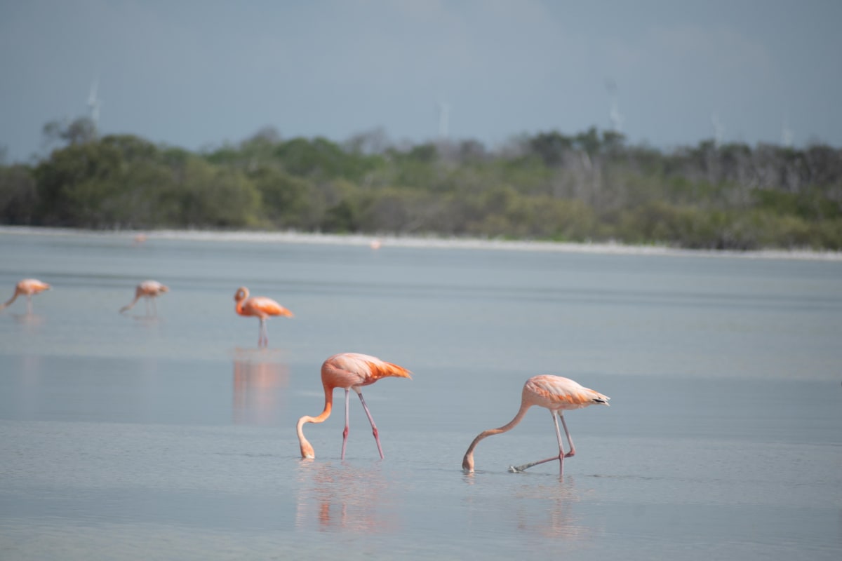 Pink flamingos with their heads down feeding in calm shallow water