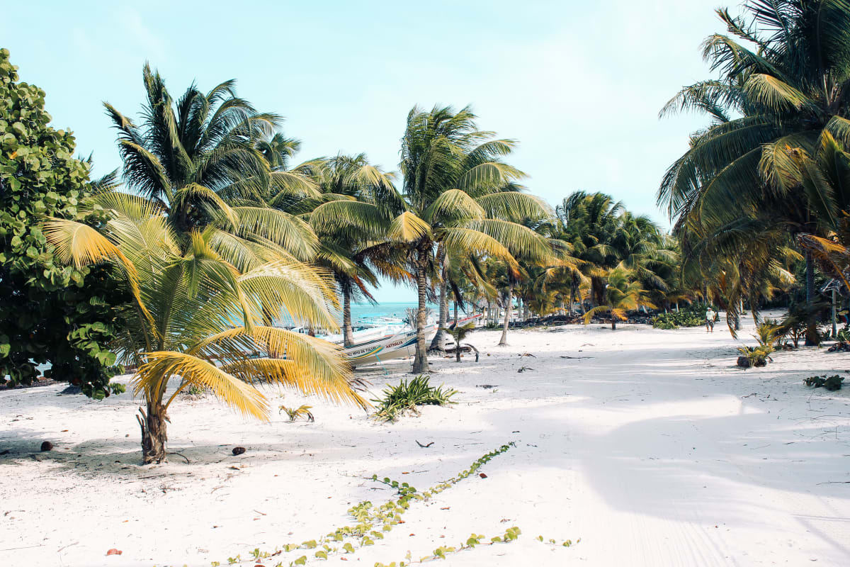 Palm trees leaning over an empty white-sand beach with the turquoise sea behind on the Quintana Roo coast