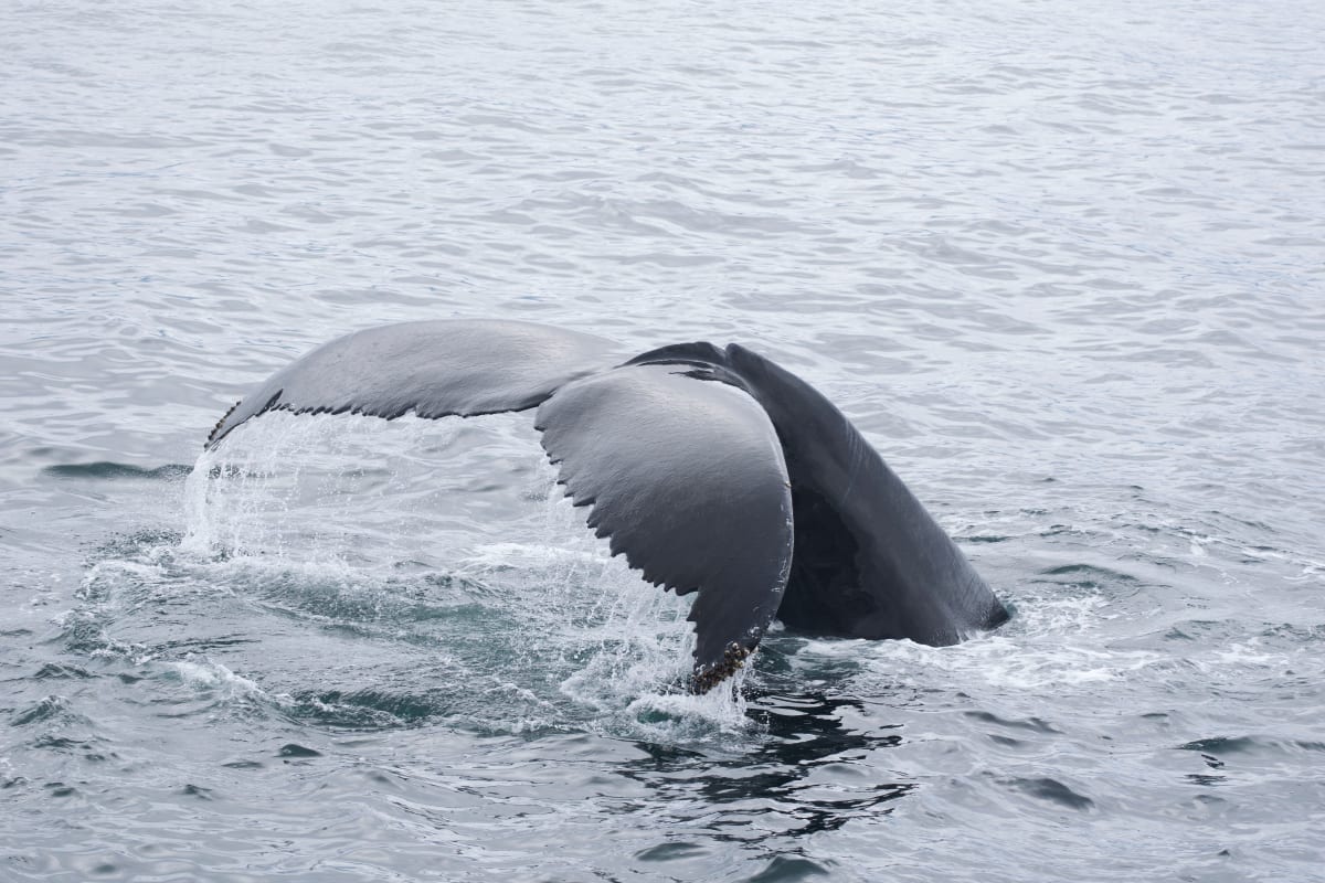Queue de baleine à bosse sortant d’une eau grise au moment de la plongée, vue depuis un bateau