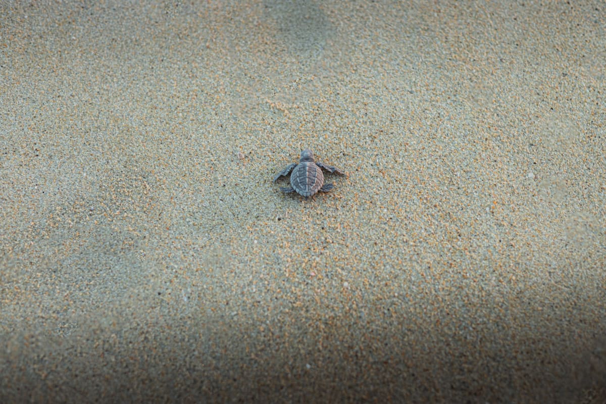 Una sola cría de tortuga marina avanzando por la arena hacia el mar