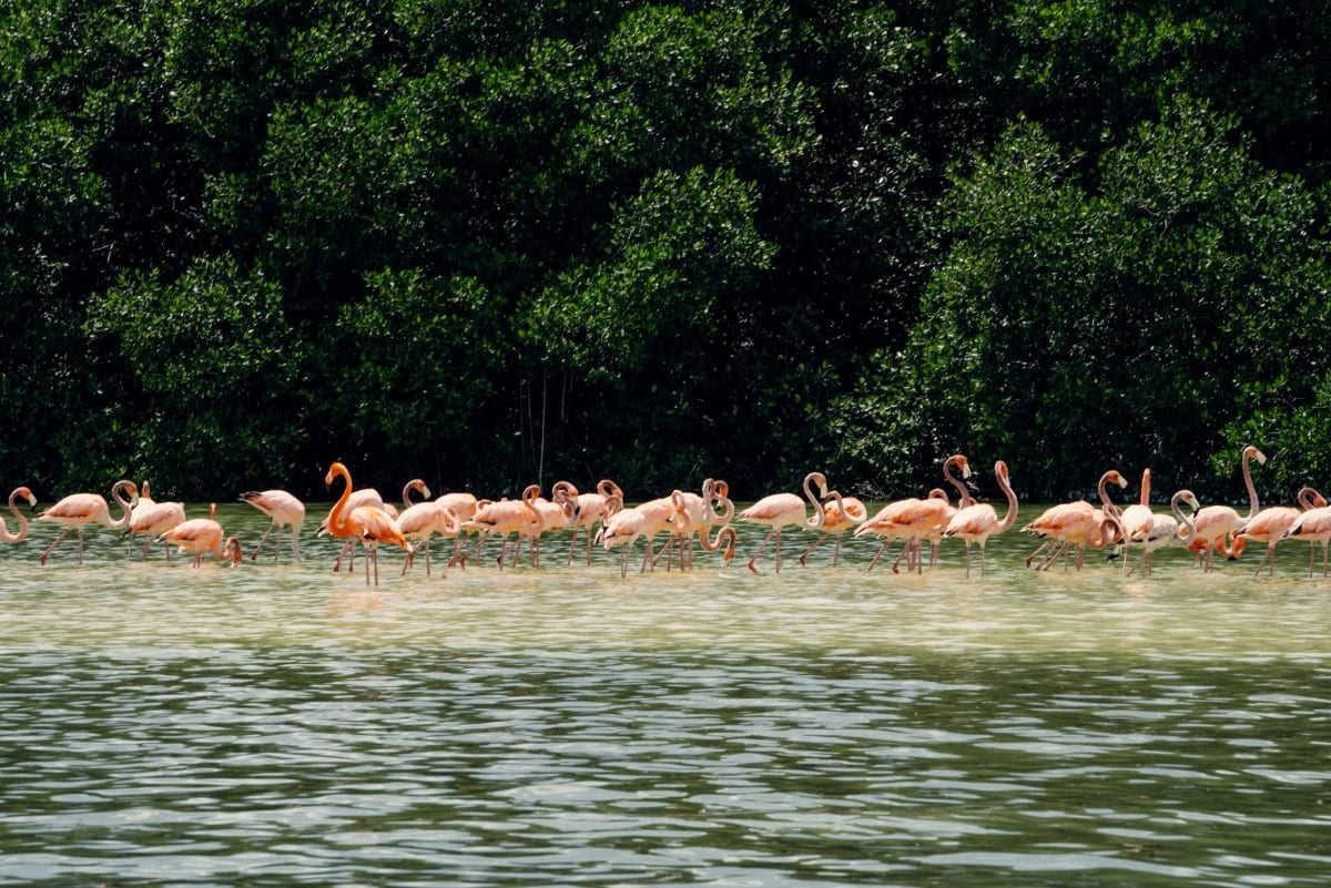 Flock of pink flamingos wading in shallow water in front of a mangrove forest in the Yucatan Peninsula
