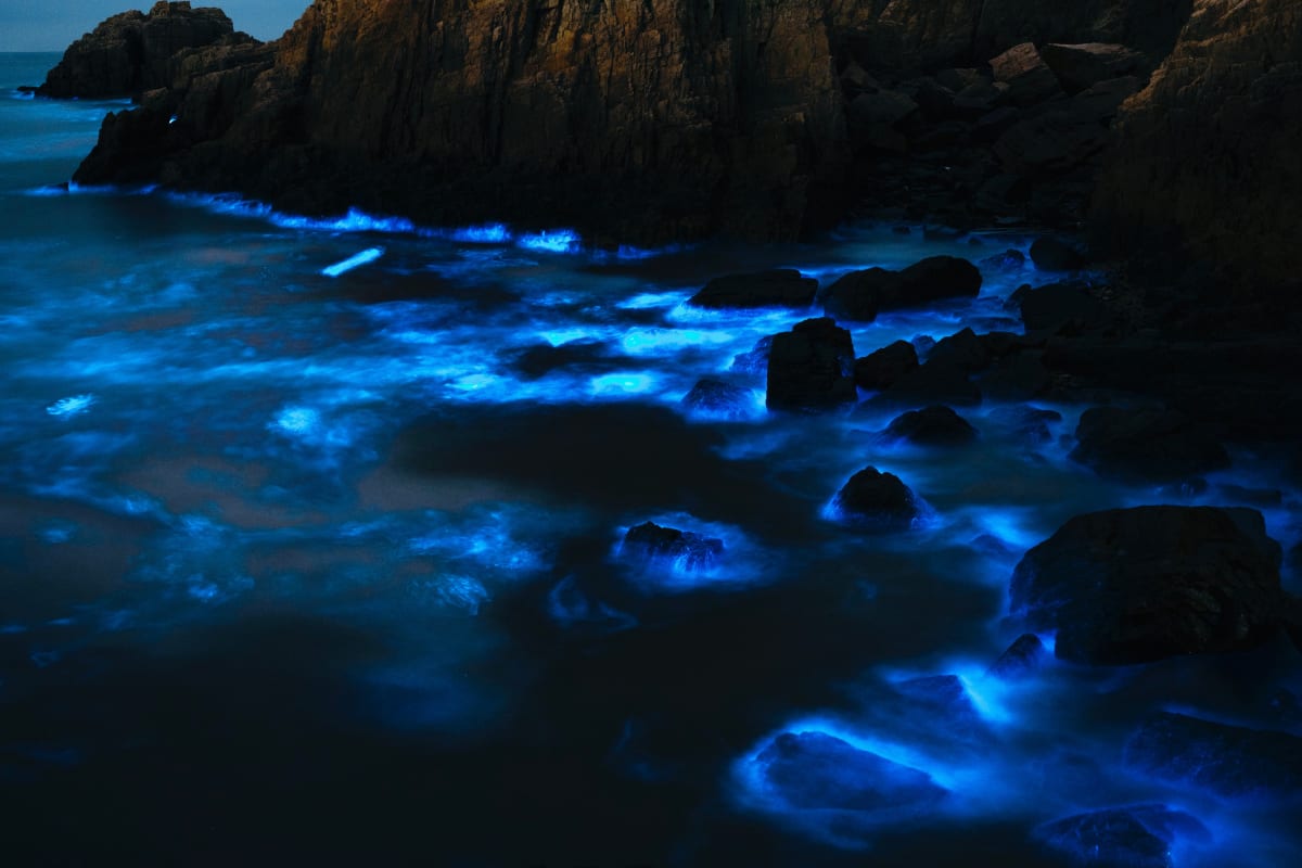Blue bioluminescent plankton glowing in the water around dark rocks at night, the same effect as Holbox bioluminescence