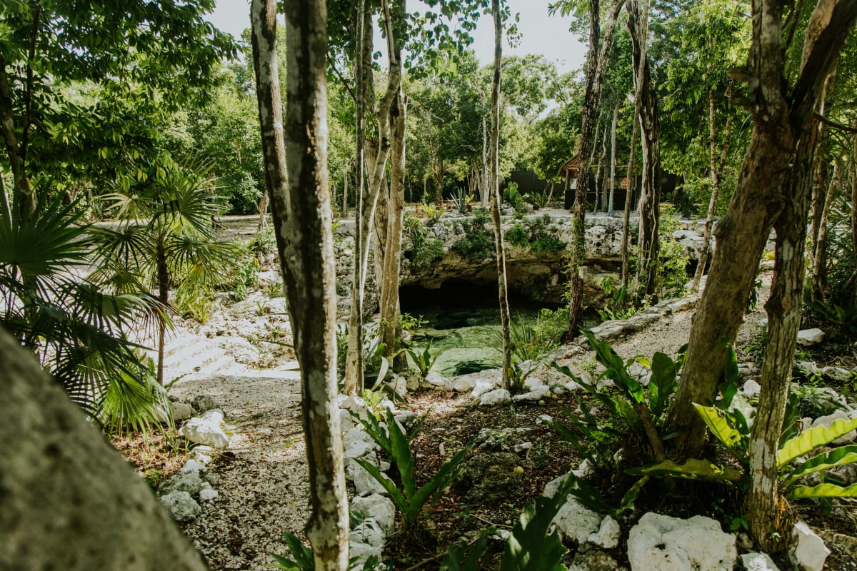 Un cenote entre árboles y rocas calizas, una escapada de fin de semana habitual al mudarse a Mérida