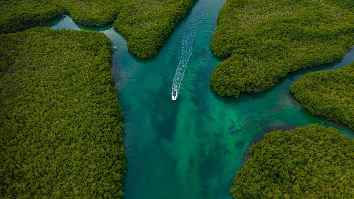Aerial view of a small boat following a channel through dense green mangroves in Mexico