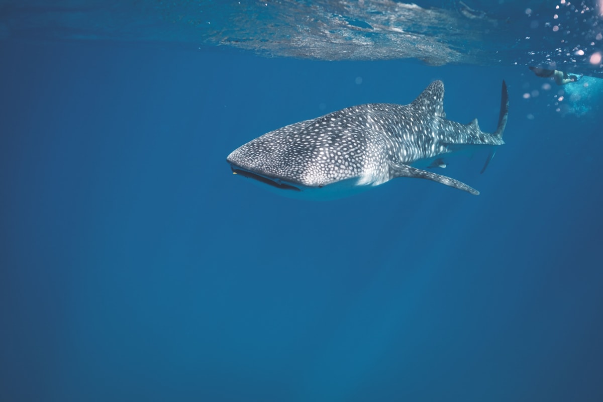 Snorkeler at the surface watching a whale shark swim below in clear blue water, as on a Holbox whale shark tour