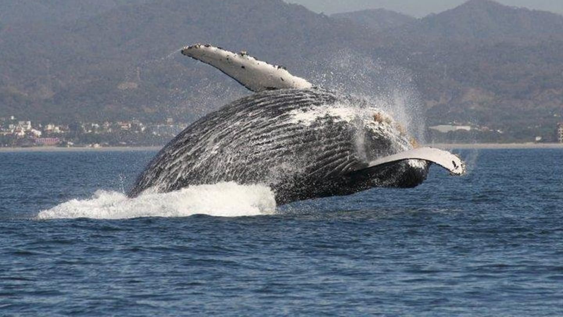 Excursion d'une demi-journée en petit groupe pour observer les baleines à Puerto Vallarta