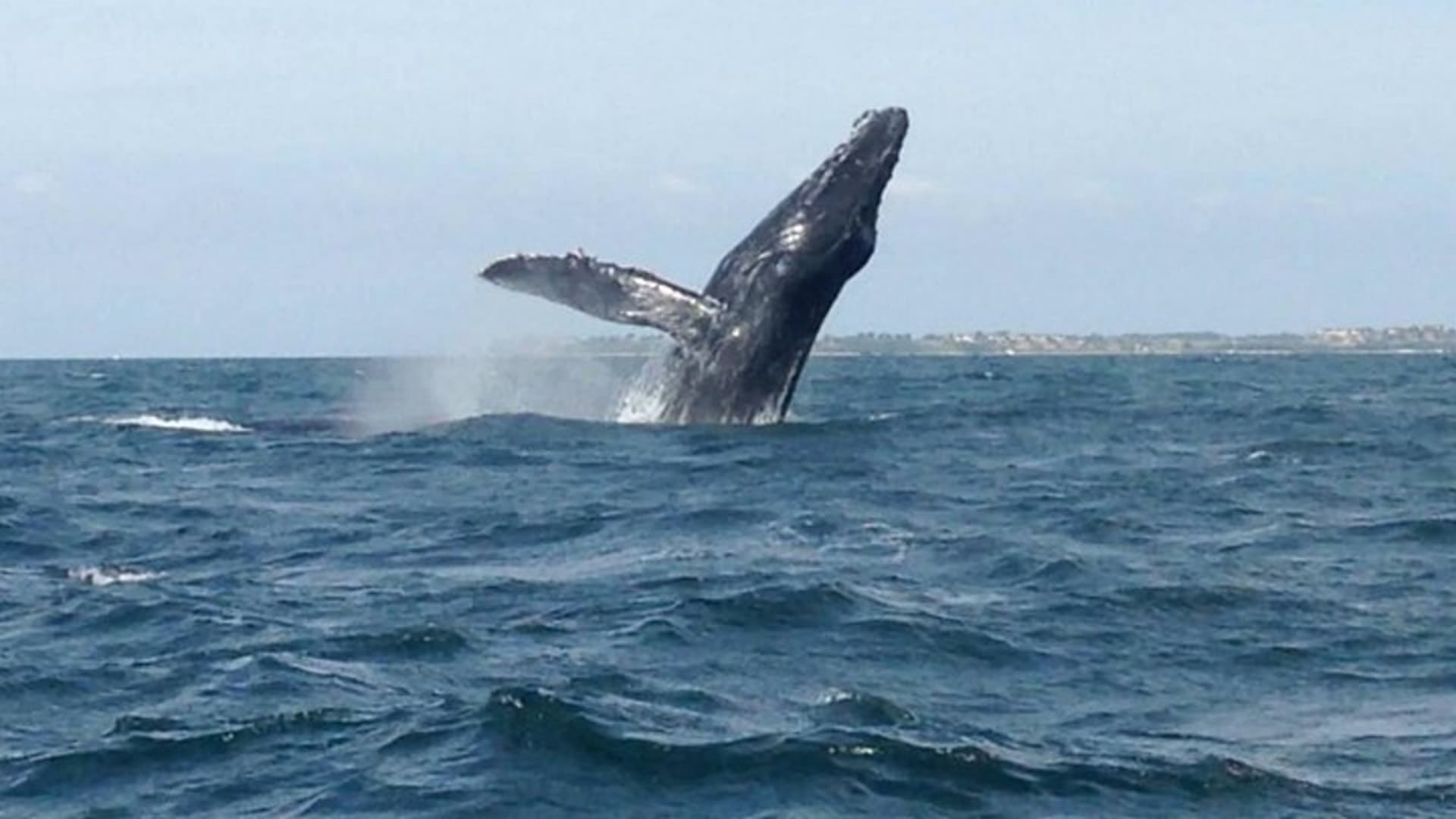 Whale Watching and Snorkeling in Marietas Islands National Park