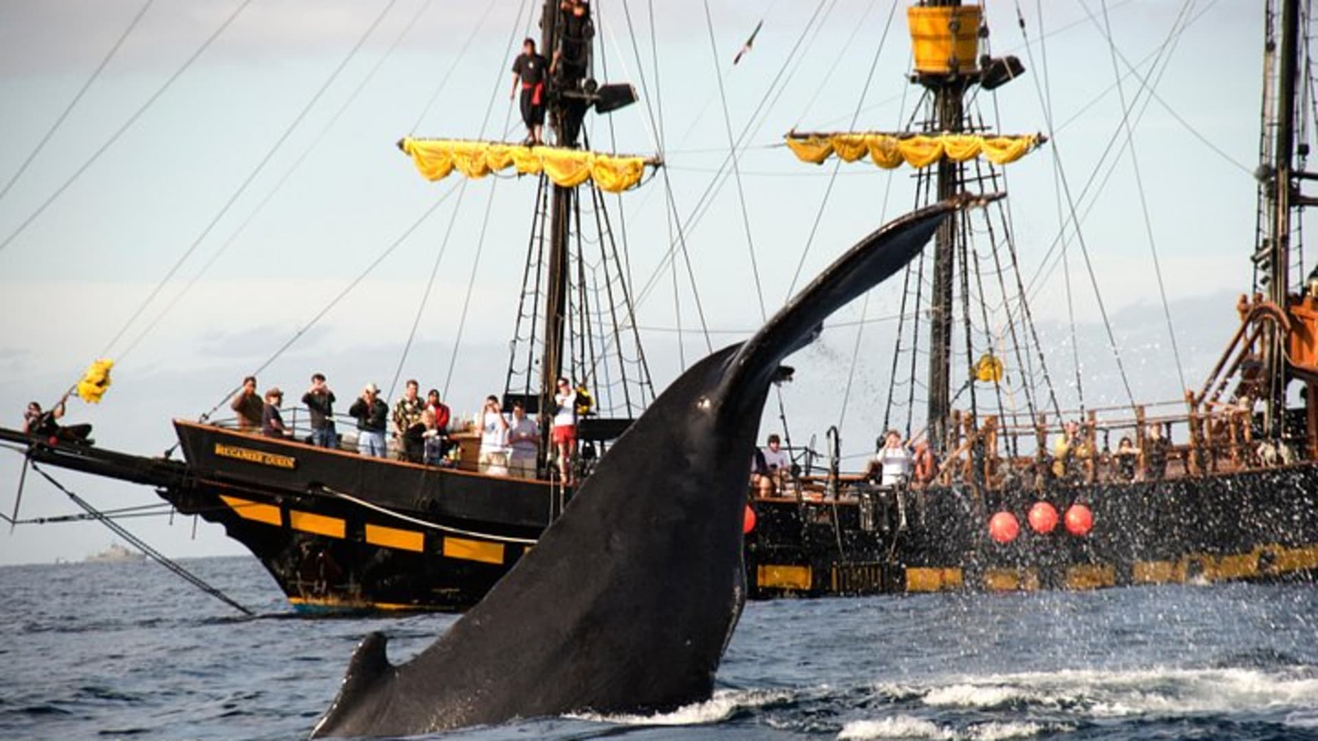 Whale-Watching Pirate Ship Cruise in Los Cabos