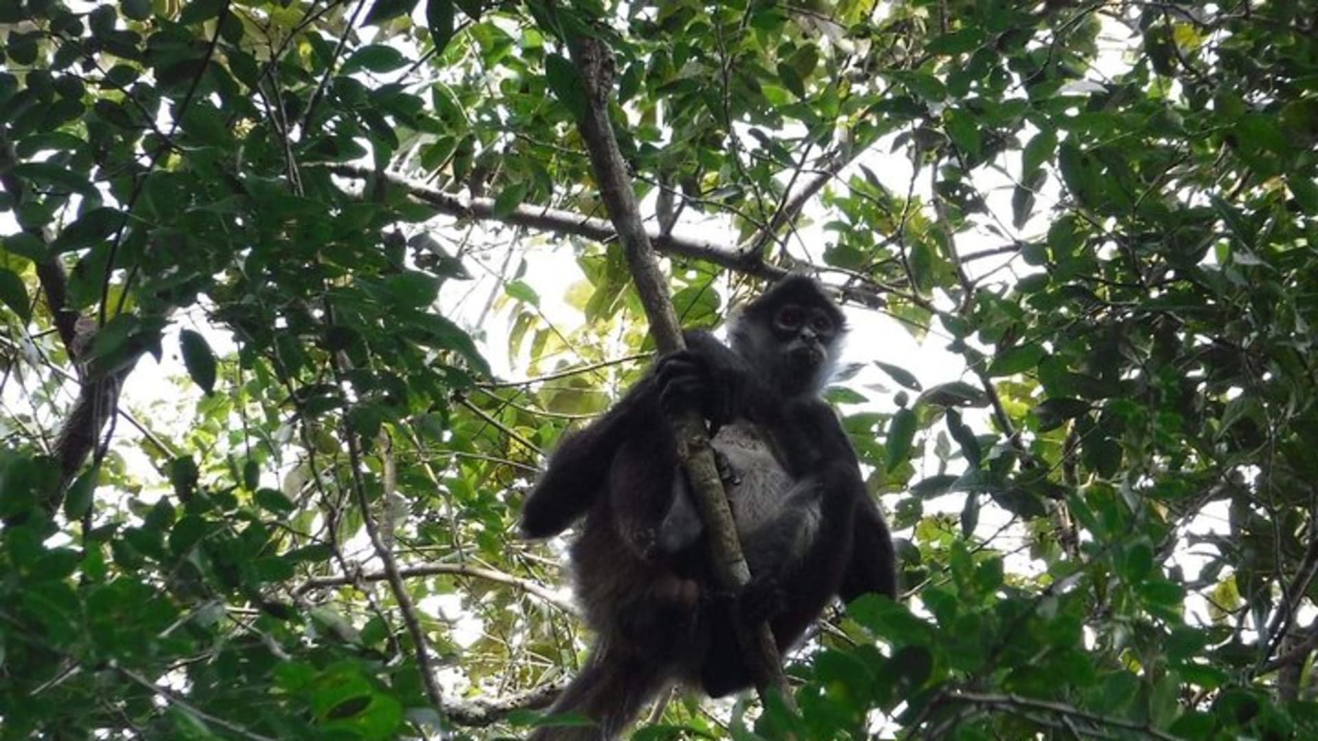 Wild Monkey Tour (Private, Half Day)