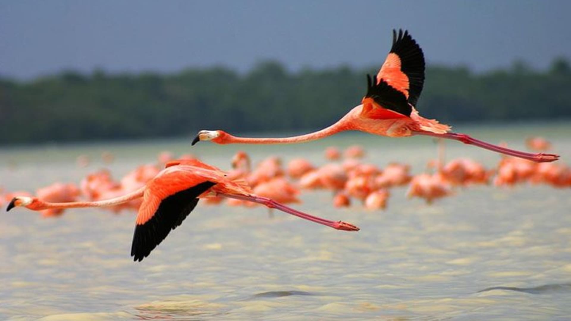 Tour a la Reserva de la Biosfera de Celestún desde Mérida