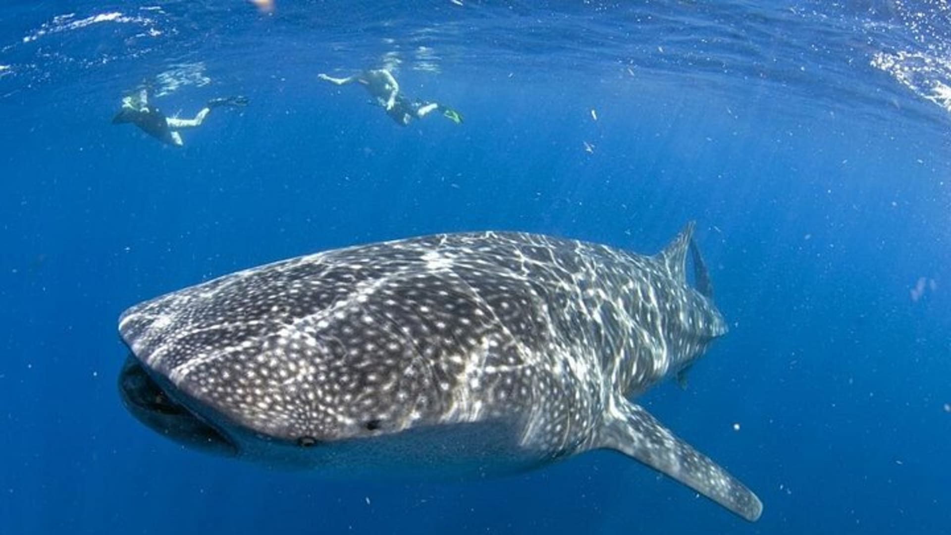 Rencontre avec le requin-baleine, visite privée - nagez avec le requin-baleine depuis Cancún