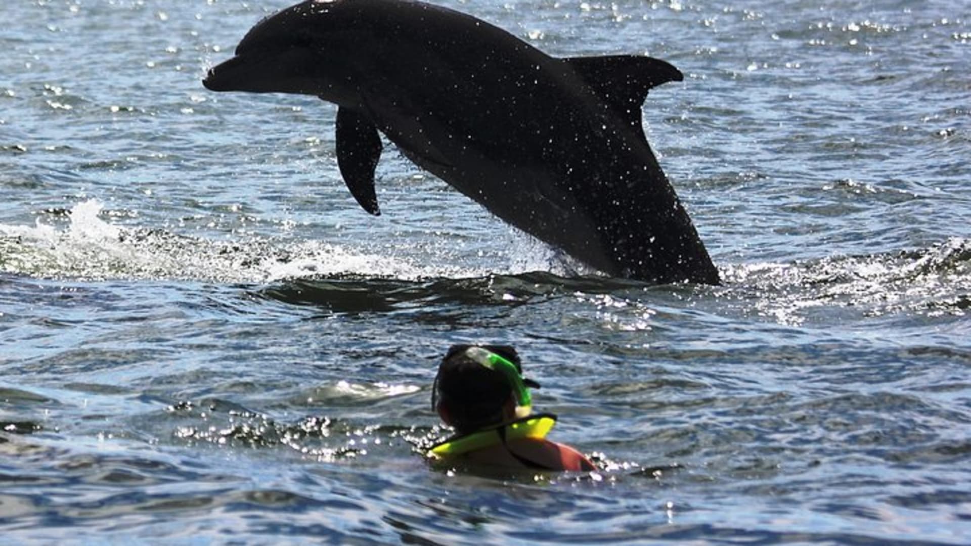 Rencontre avec des dauphins sauvages et aventure de snorkeling