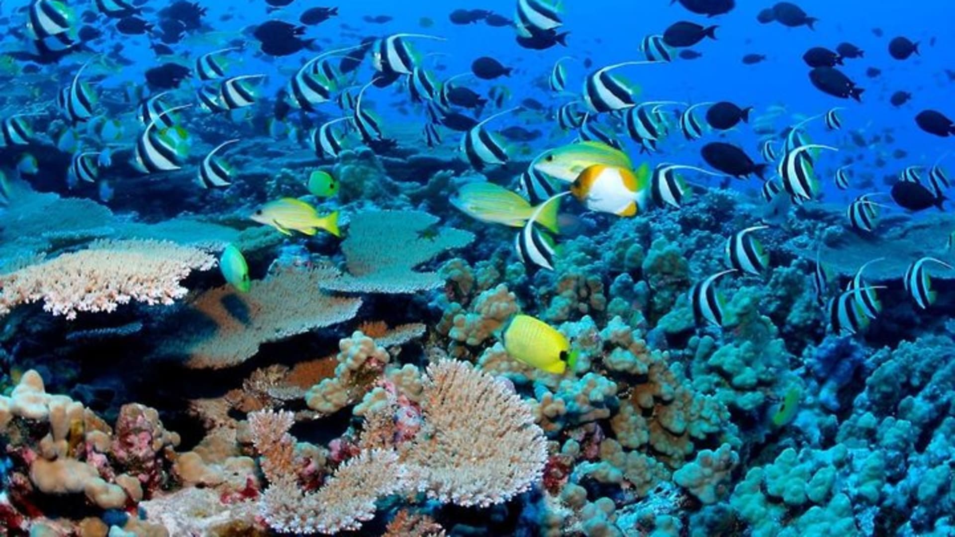 Snorkeling Adventure in Puerto Morelos Includes snack, Water and Round Trip.