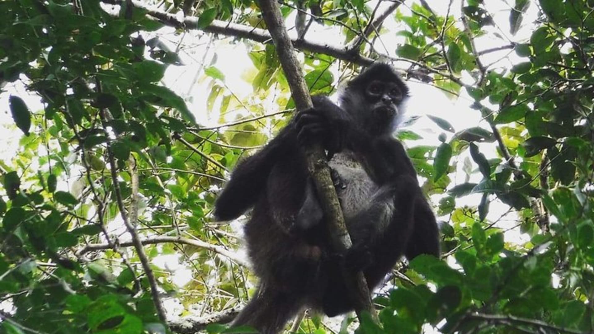Wild Monkey Adventure (Private, Full Day)