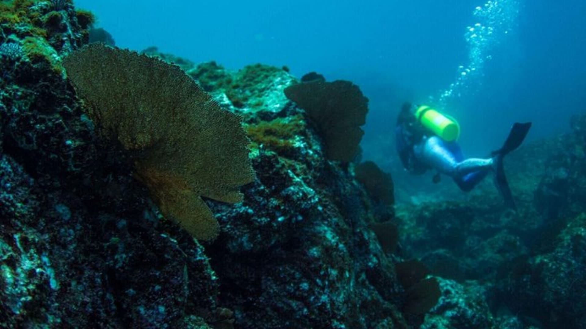 PADI Descubre el buceo en Sayulita, sin necesidad de certificación