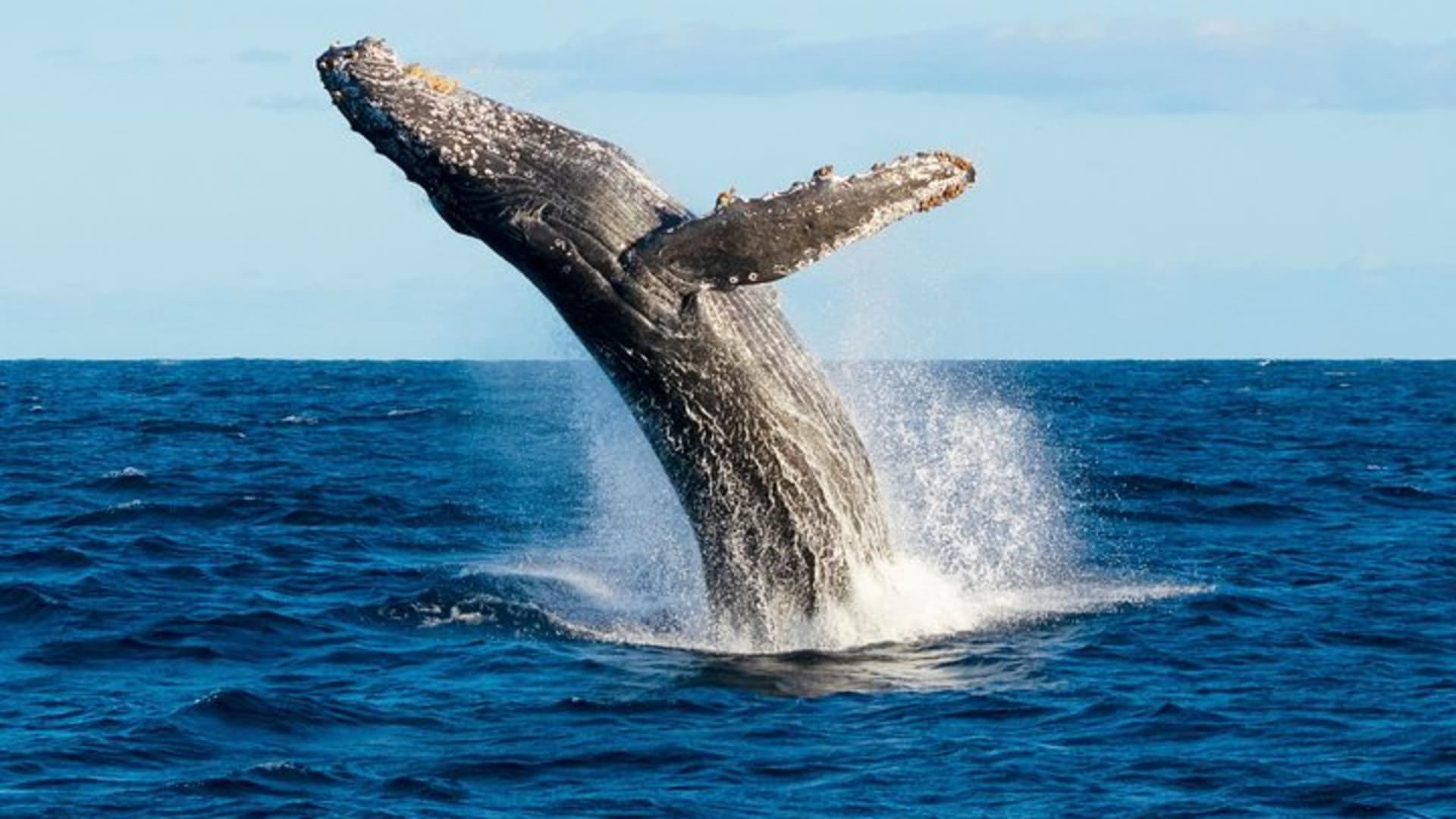 Small-Group Whale Watch with Marine Biologist in Cabo San Lucas