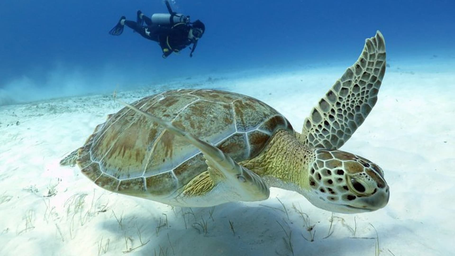 2-Tank Morning or Afternoon Dives in Playa del Carmen certified Divers Only