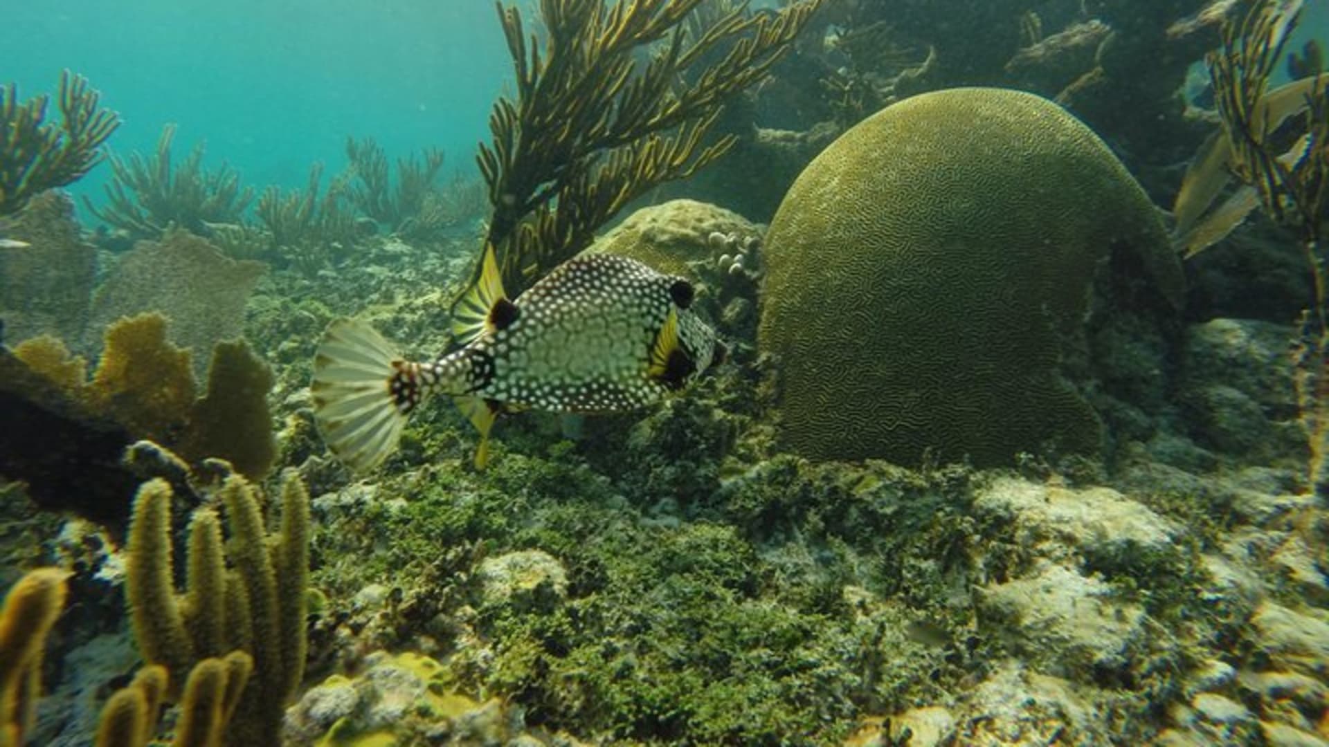 Reef and Cenote Snorkeling Experience