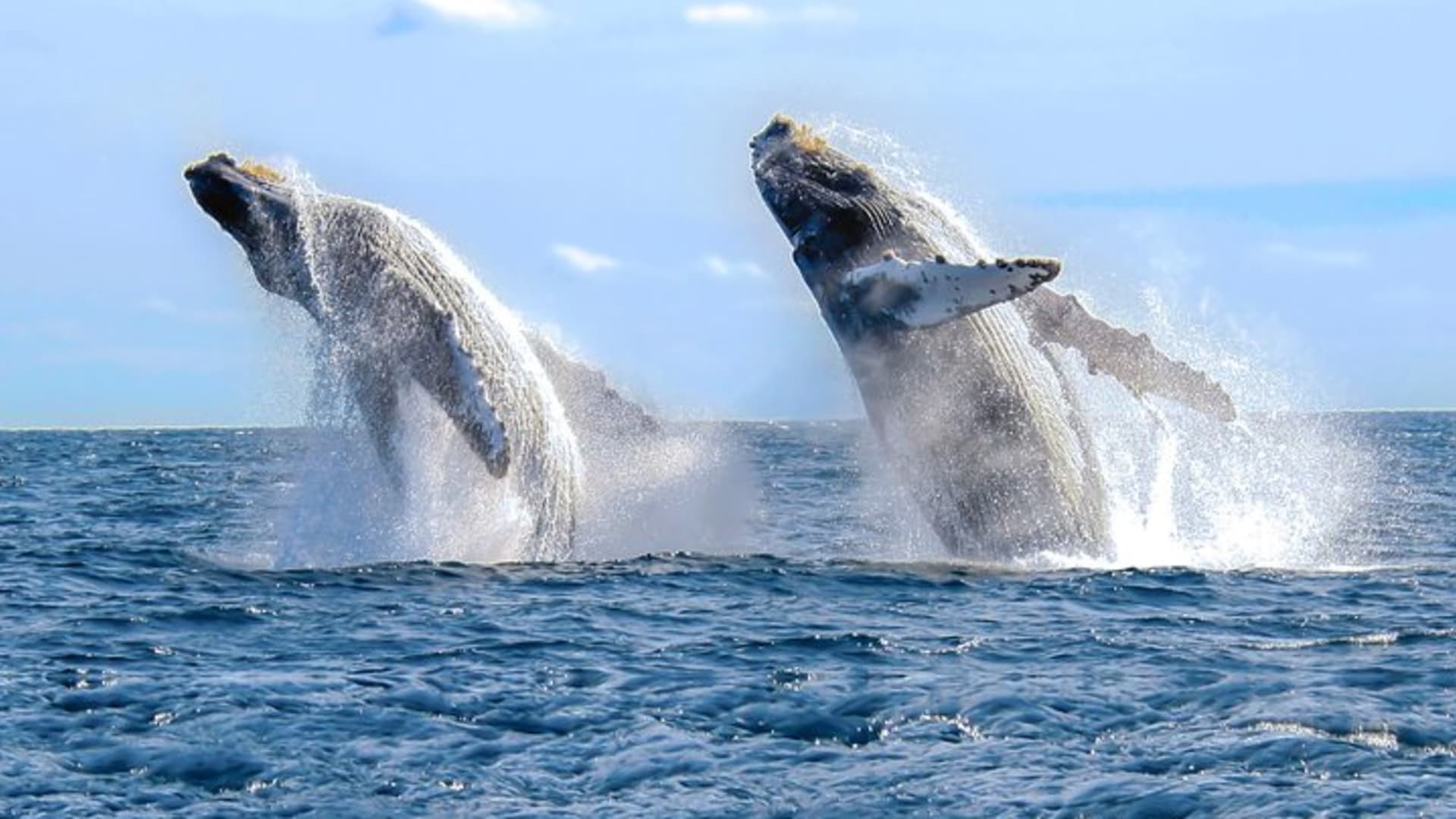 Puerto Vallarta Small-Group Whale Watching Experience
