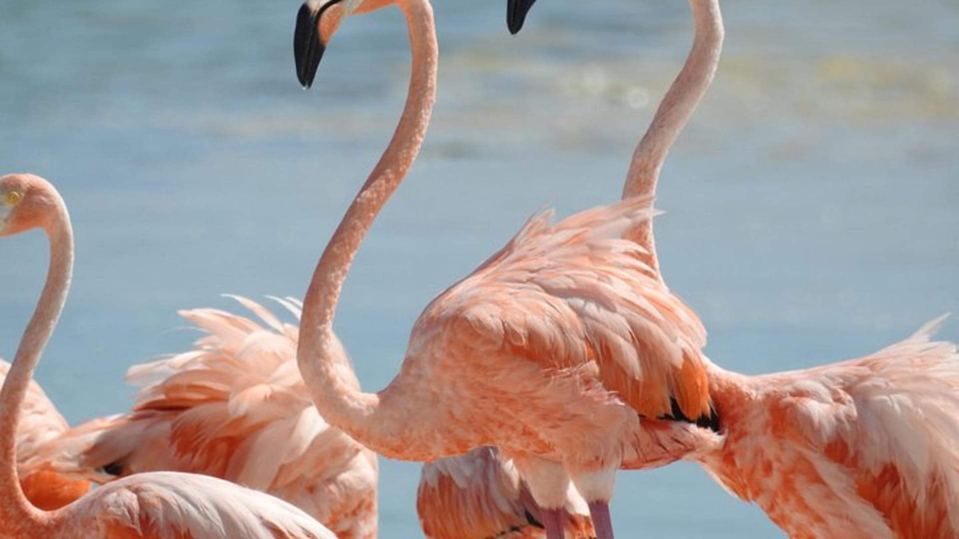 Bird Watching Tour near Merida-Half Day