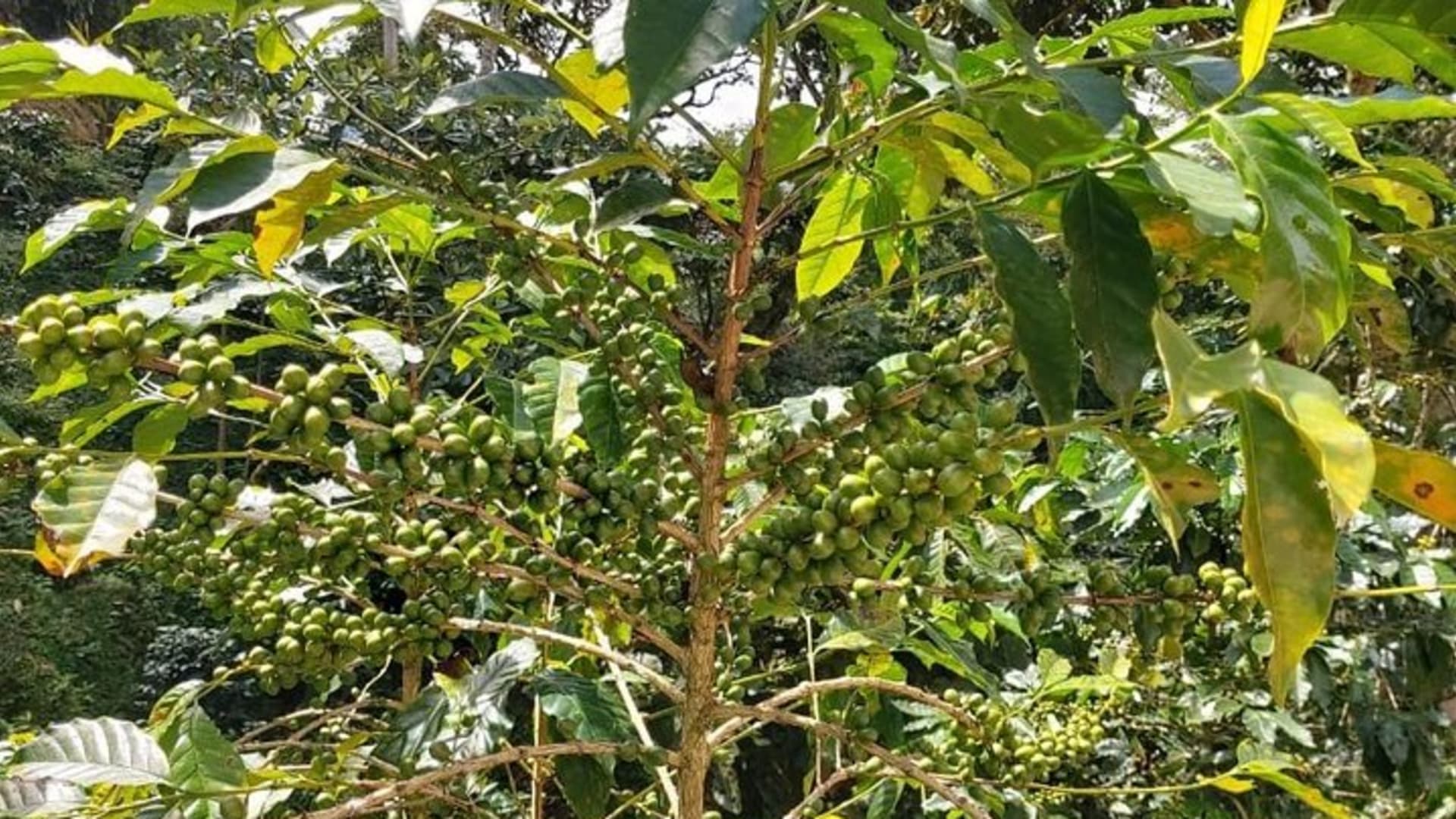 Coffee Plantation Experience
