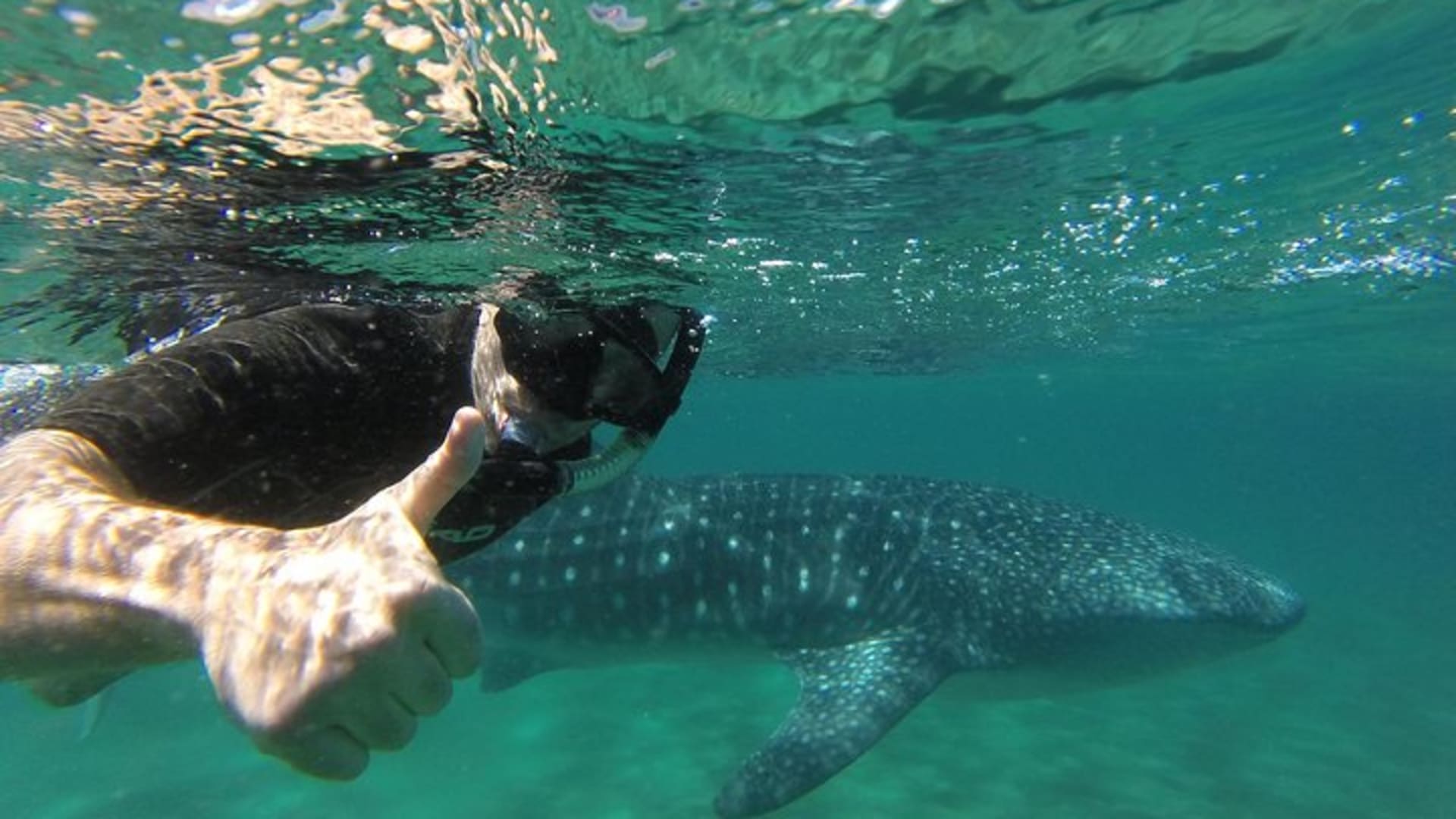 Tour de snorkel con tiburón ballena en grupo pequeño con biólogo marino