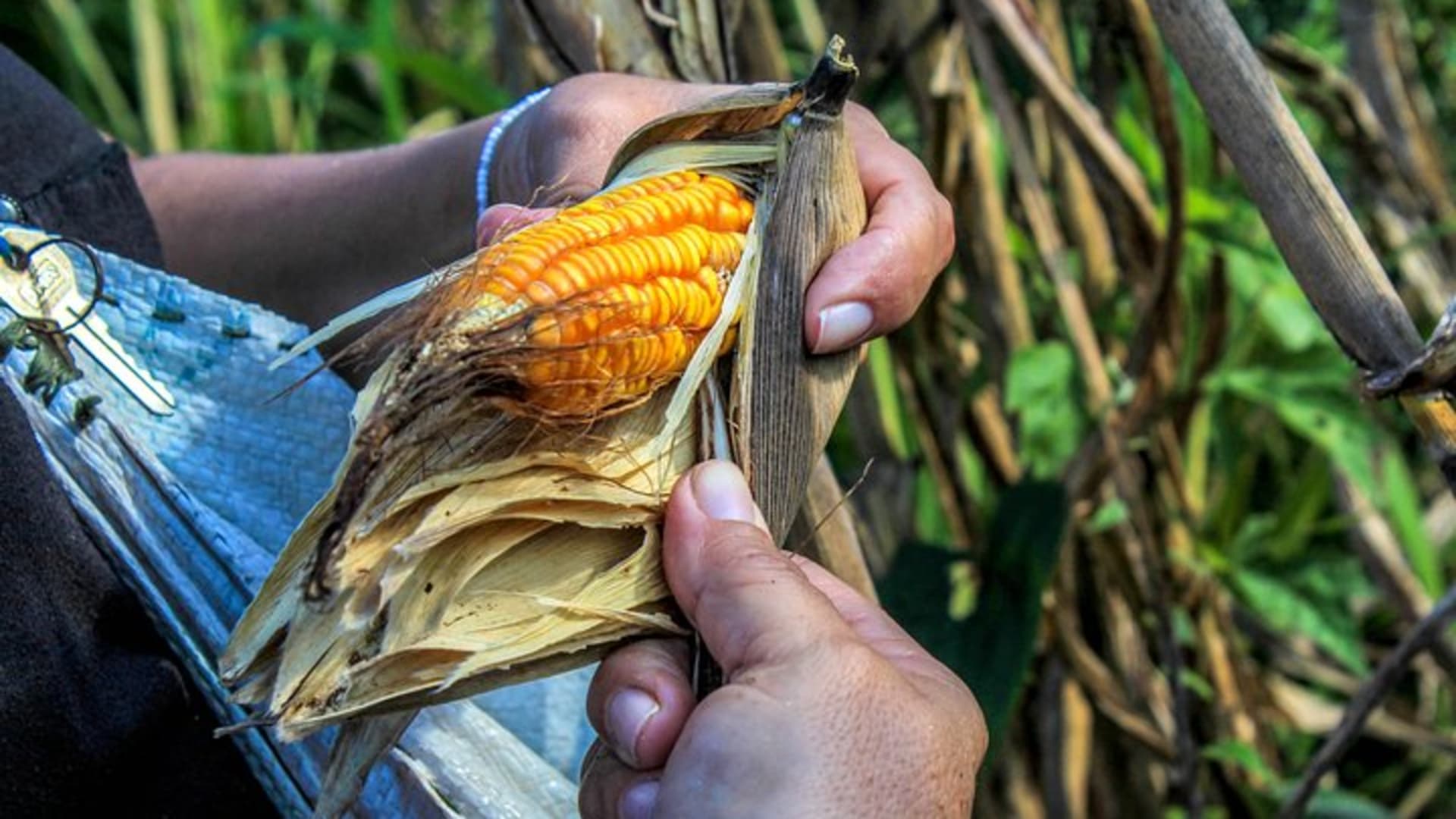 From the Milpa to Tourism: Farming, Cenote & Ek Balam Pyramids Tour