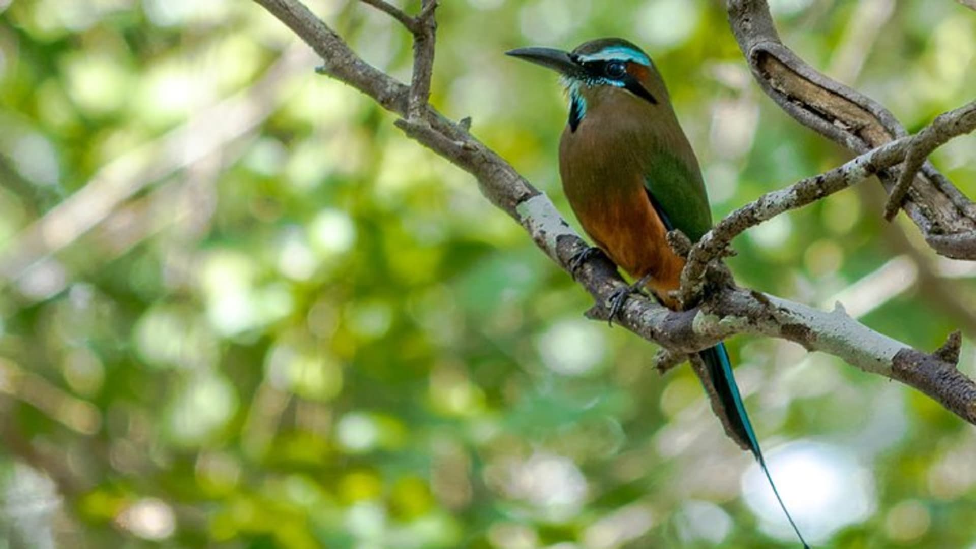 Bird Watching in Sian Ka´an Muyil