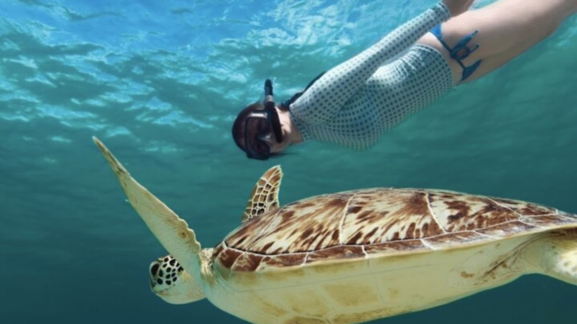 EXPERIENCE SWIMMING with the TURTLES and Discover the amazing Tulum Ruins tours.