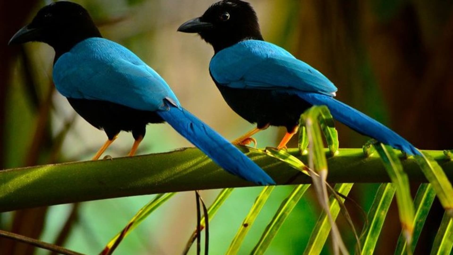 Birdwatching in Coba from Tulum - Shared Group Tour