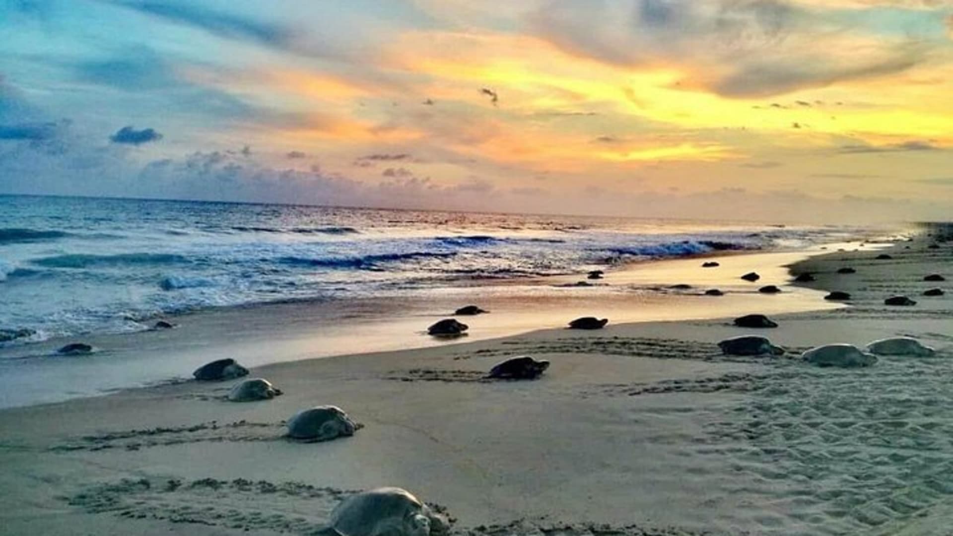 Tour 4 en 1 - Mazunte, fábrica de cacao, La Ventanilla y desove de tortugas
