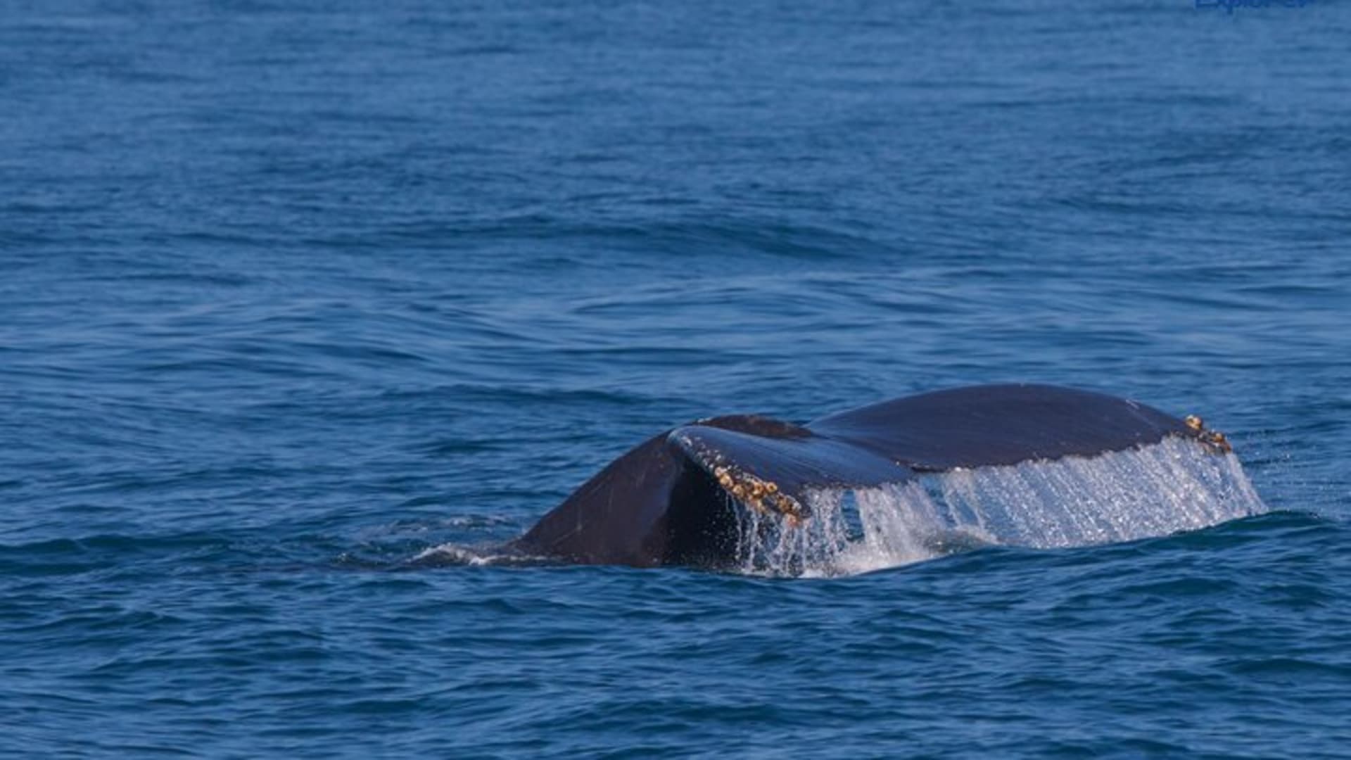 Observation privée des baleines à Puerto Vallarta