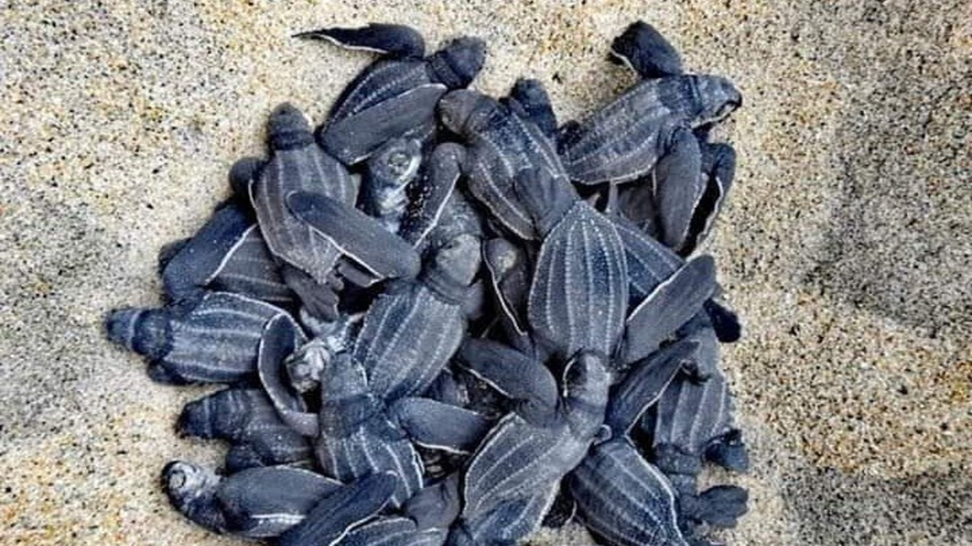 Desde Huatulco: liberación de tortugas y bioluminiscencia