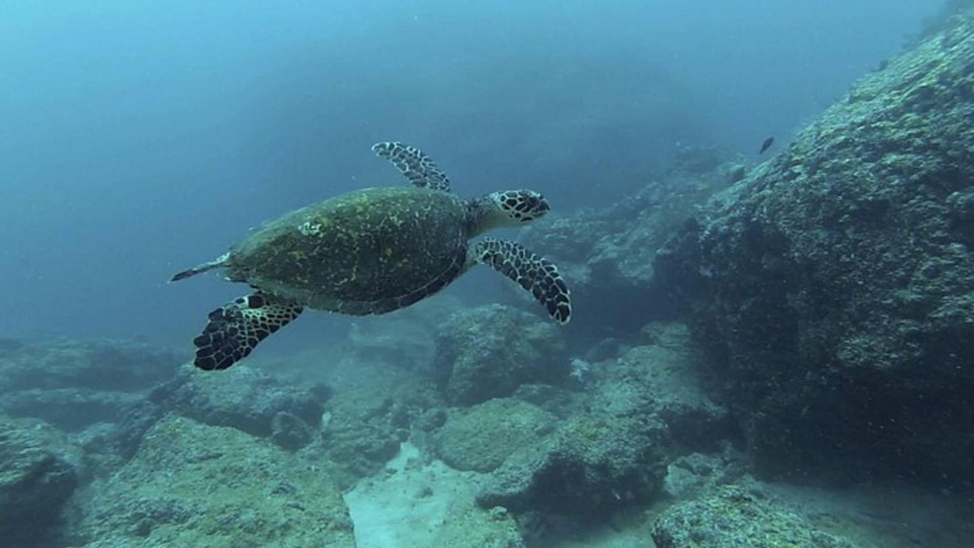 Excursión al Parque Nacional Islas Marietas para buzos certificados