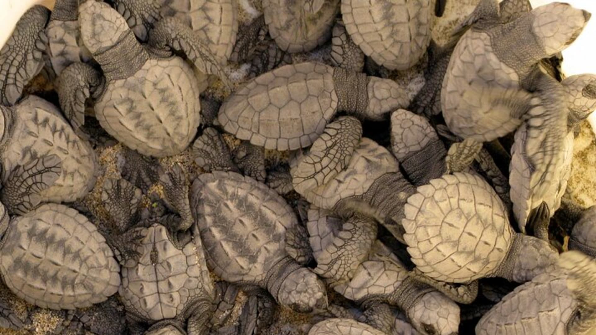 Experiencia de liberación de tortugas marinas y conservación en Puerto Vallarta